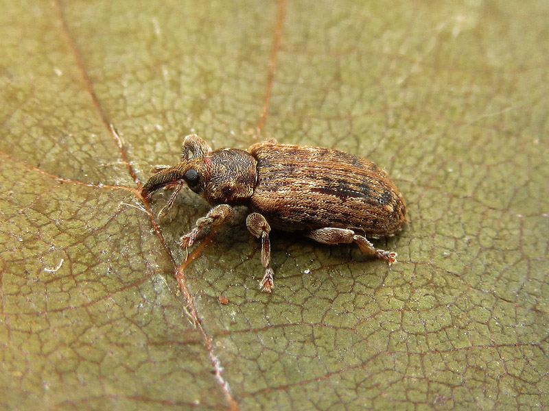 Curculionidae: Dorytomus ictor